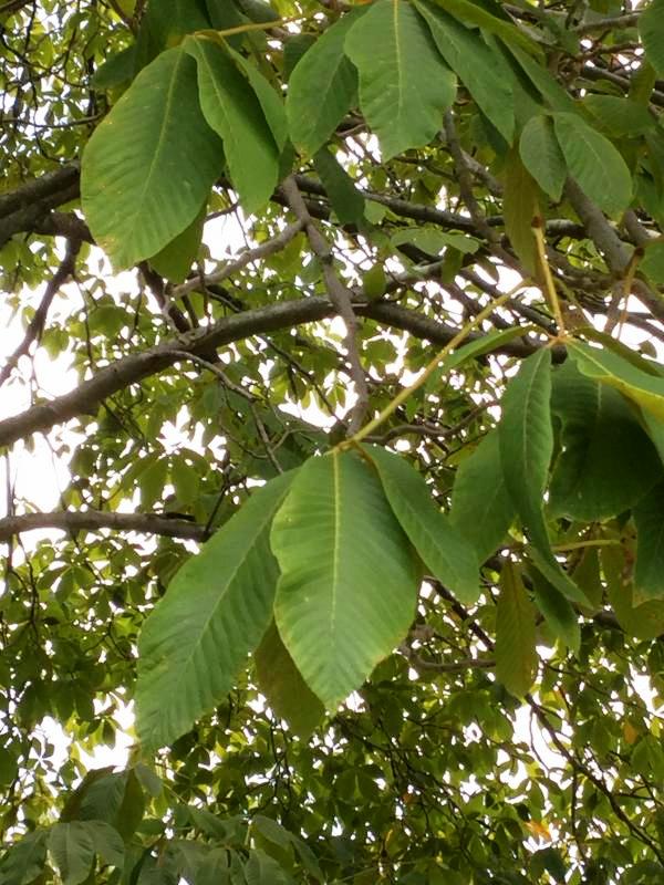 Tree 4707 leaf