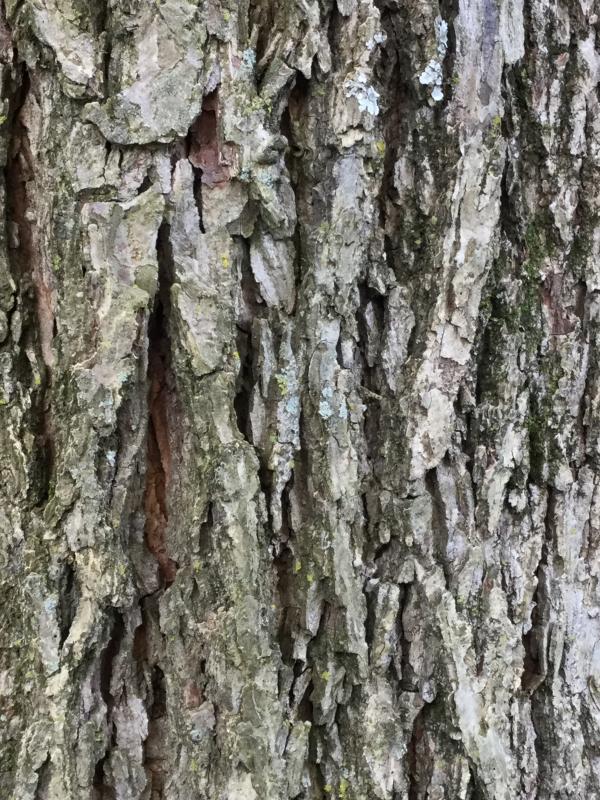 Tree 4792 bark