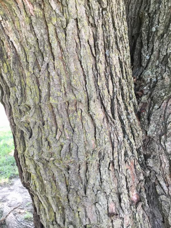 Tree 496 bark