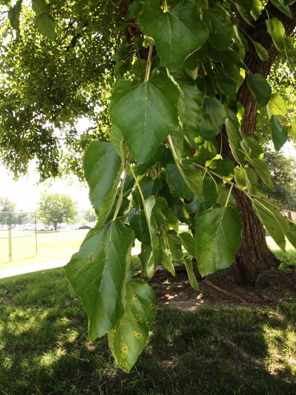 Tree 496 leaf