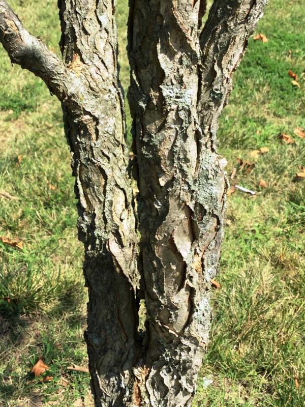 Tree 5233 bark