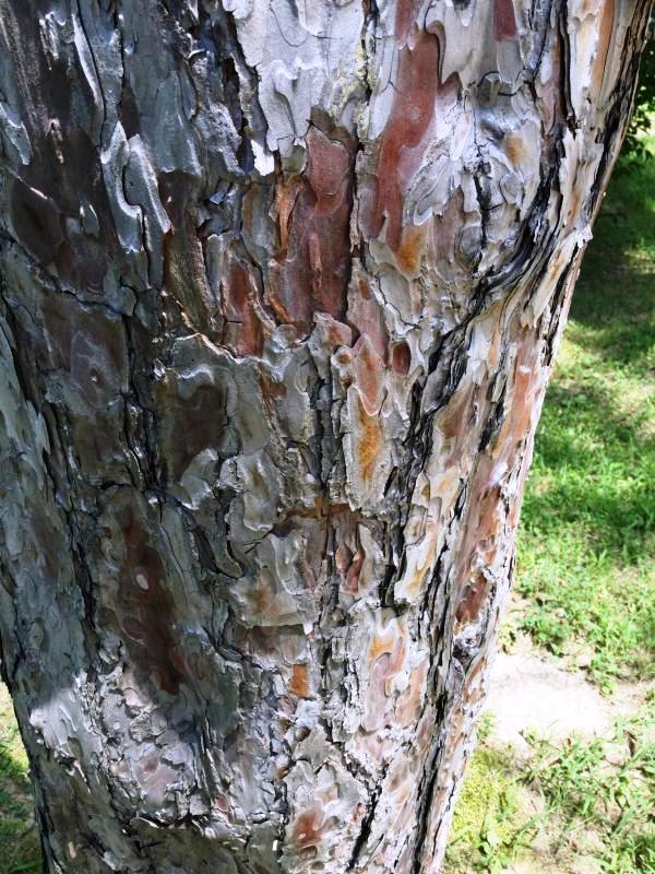 Tree 5240 bark