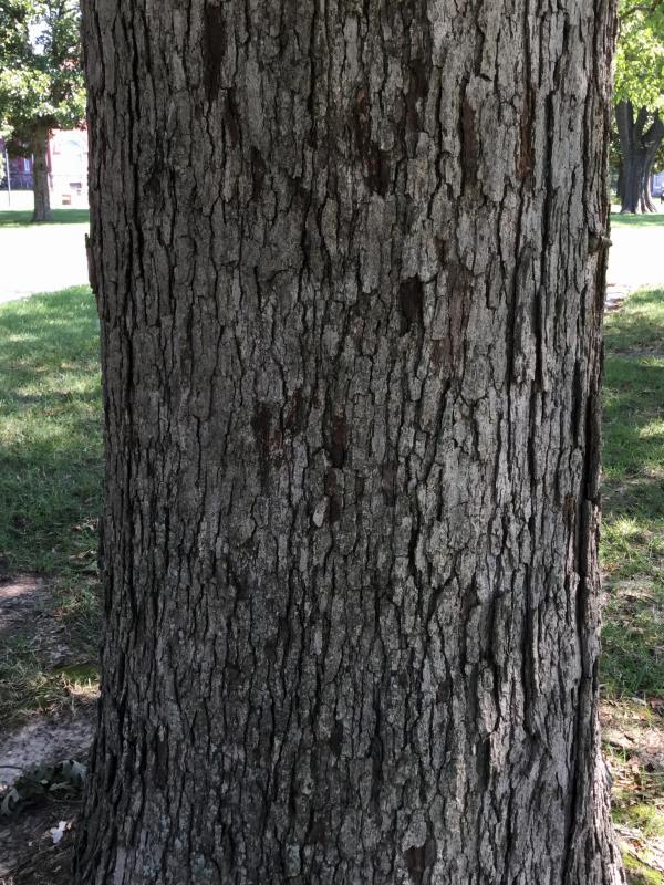 Tree 5262 bark