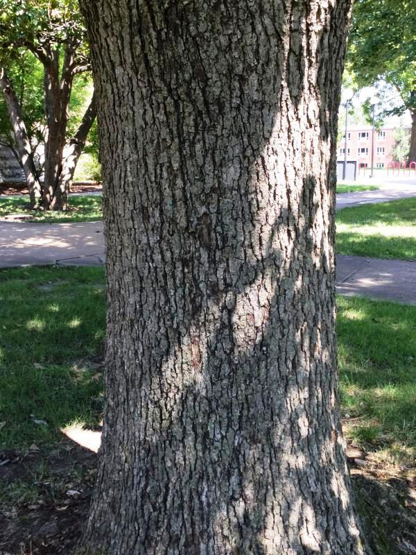 Tree 5285 bark
