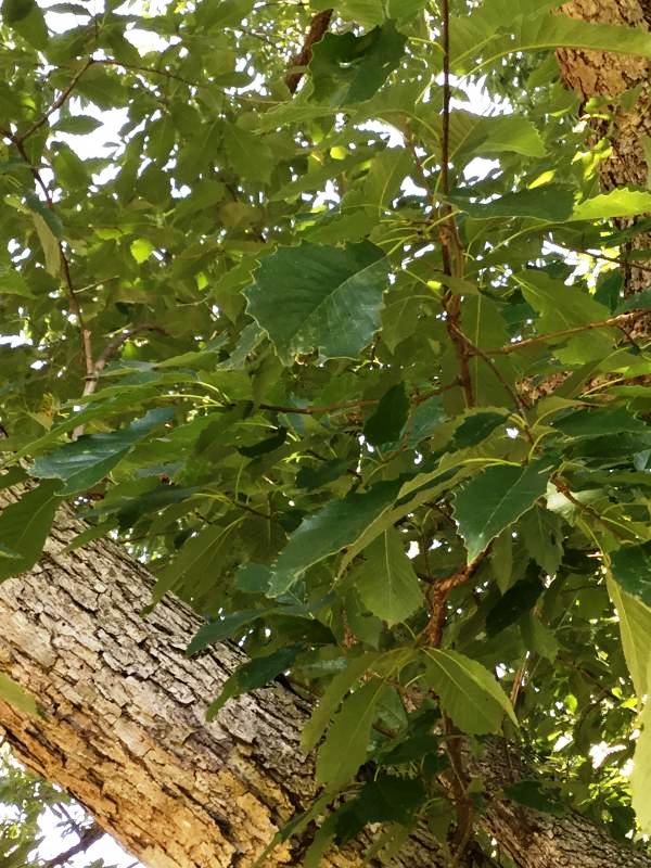 Tree 5285 leaf