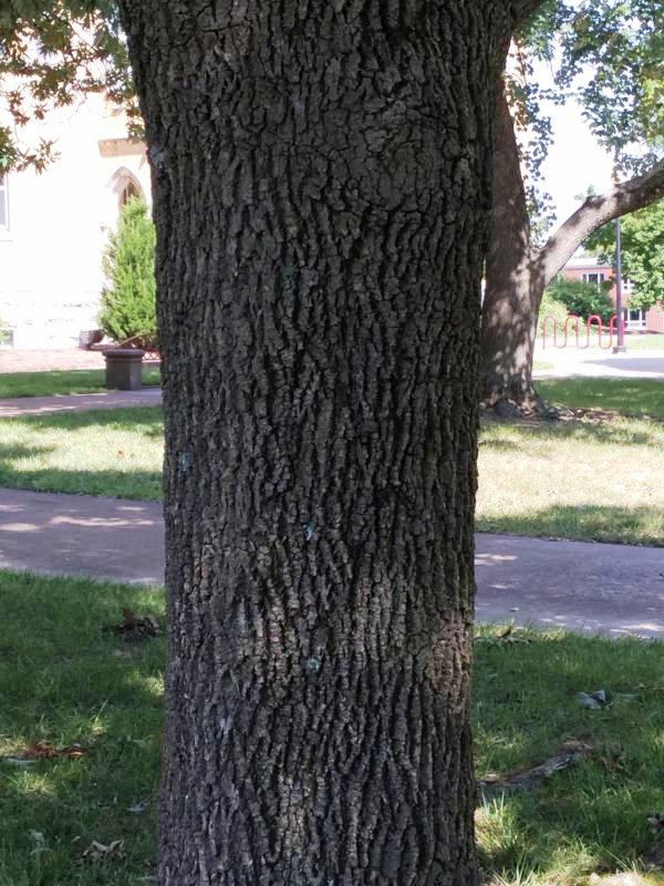 Tree 5353 bark