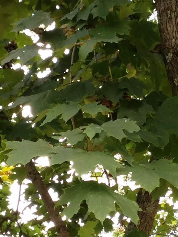 Tree 5374 leaf