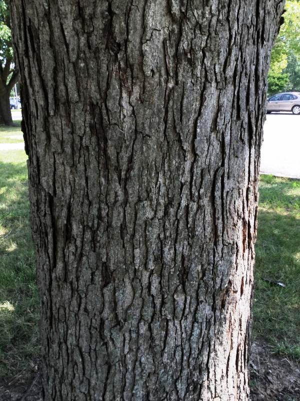 Tree 5429 bark