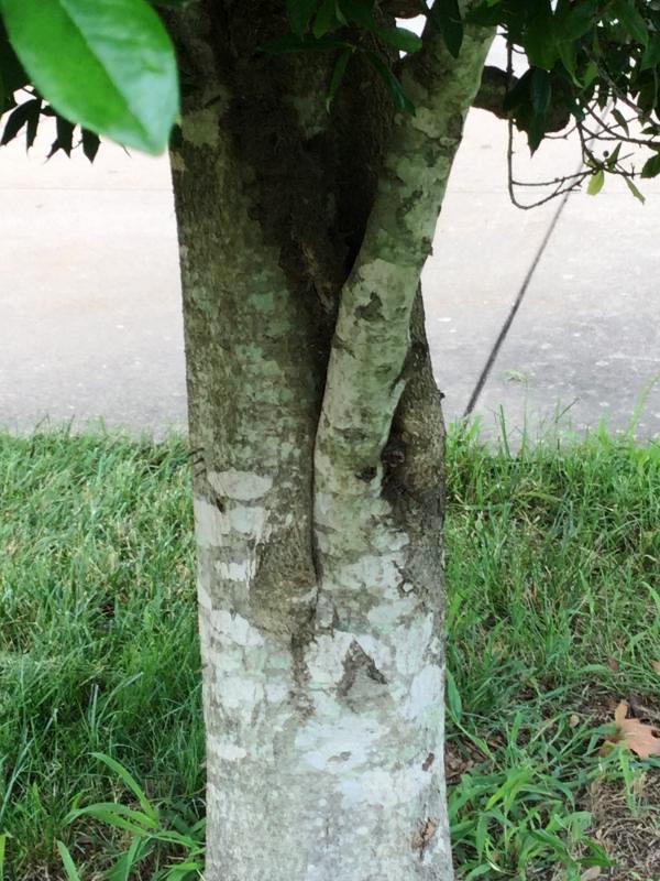 Tree 5626 bark