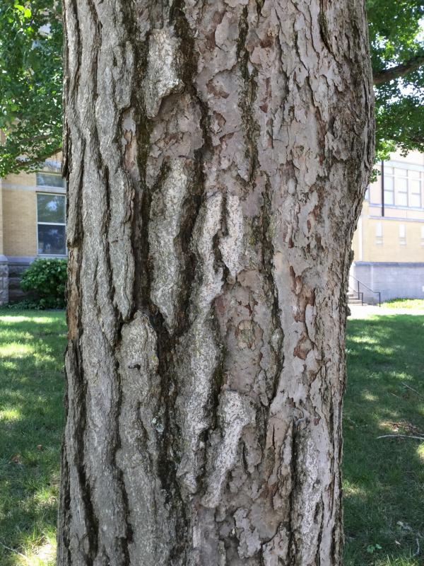 Tree 5683 bark