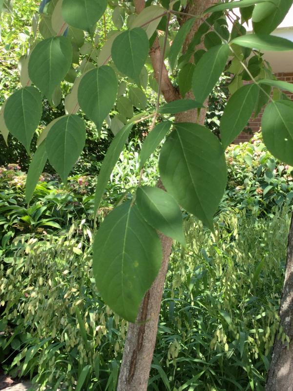 Tree 5702 leaf