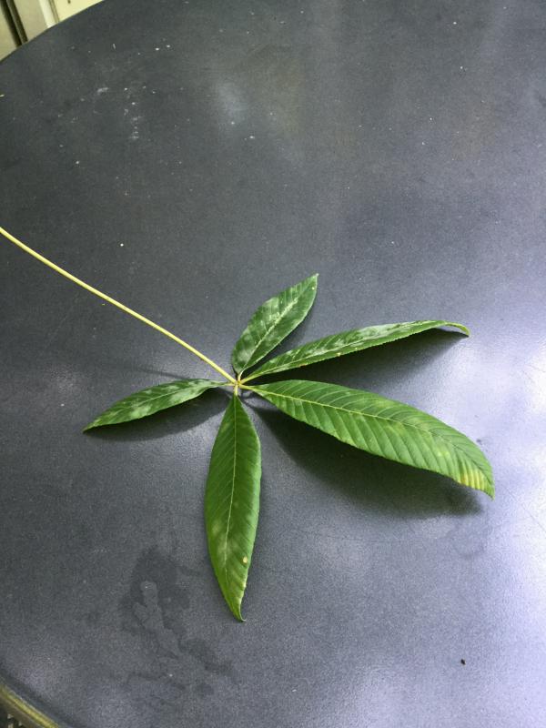 Tree 5768 leaf