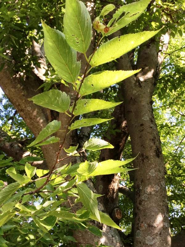 Tree 5841 leaf