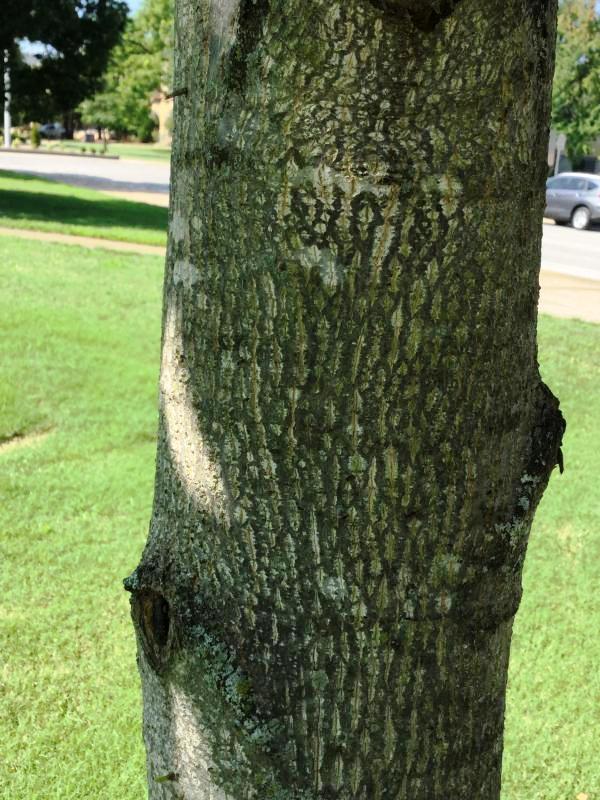 Tree 5866 bark