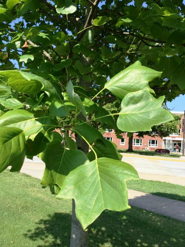 Tree 5866 leaf