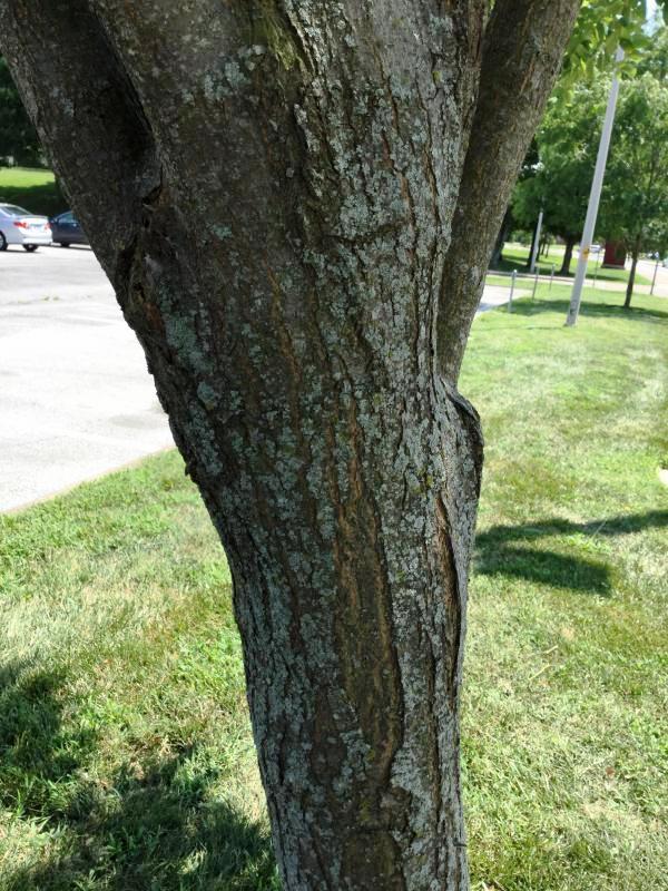 Tree 6098 bark