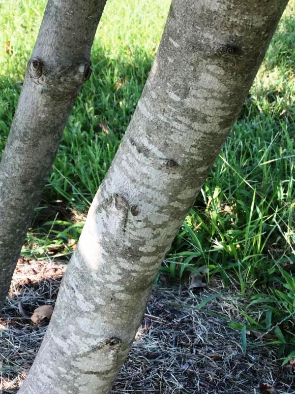 Tree 6188 bark