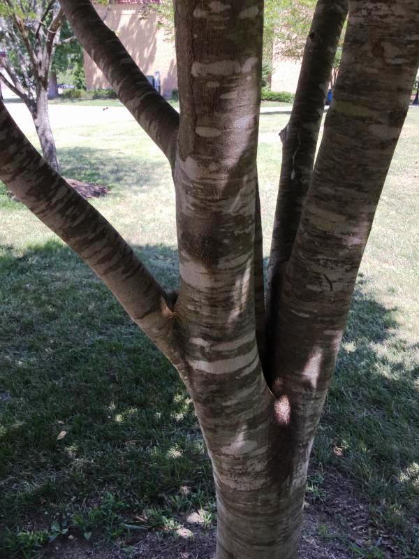 Tree 6274 bark