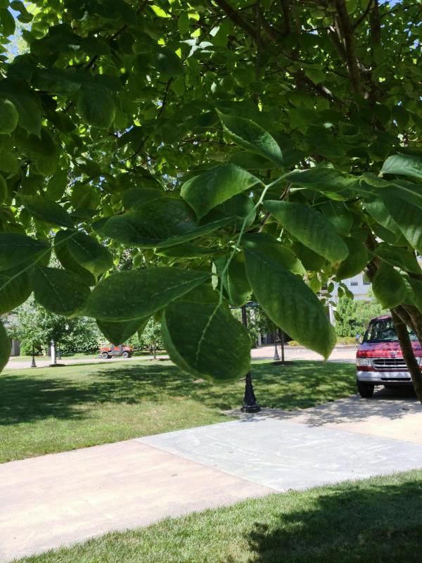 Tree 6274 leaf