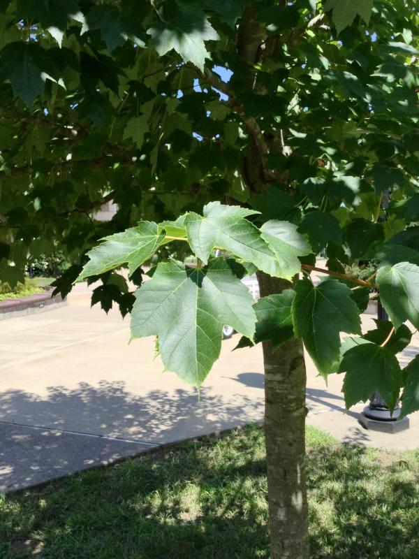 Tree 6284 leaf