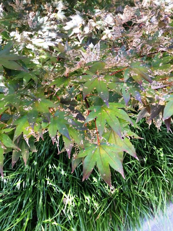 Tree 6384 leaf