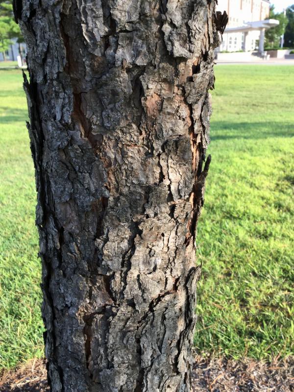 Tree 6483 bark