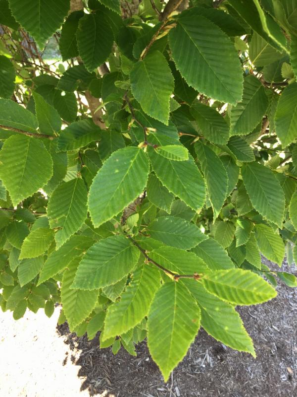 Tree 6600 leaf