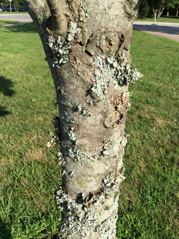 Tree 6650 bark