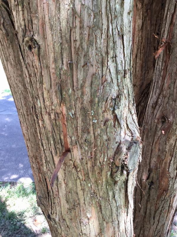 Tree 67 bark