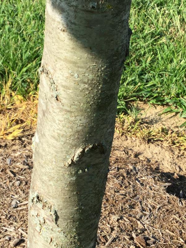 Tree 6812 bark