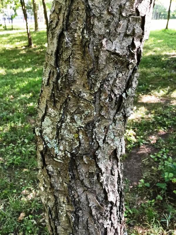 Tree 7537 bark