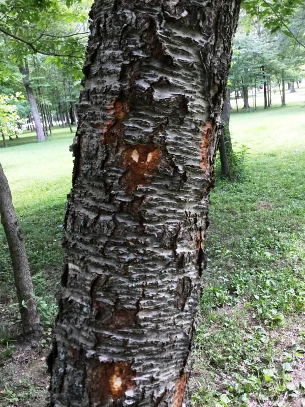 Tree 7538 bark