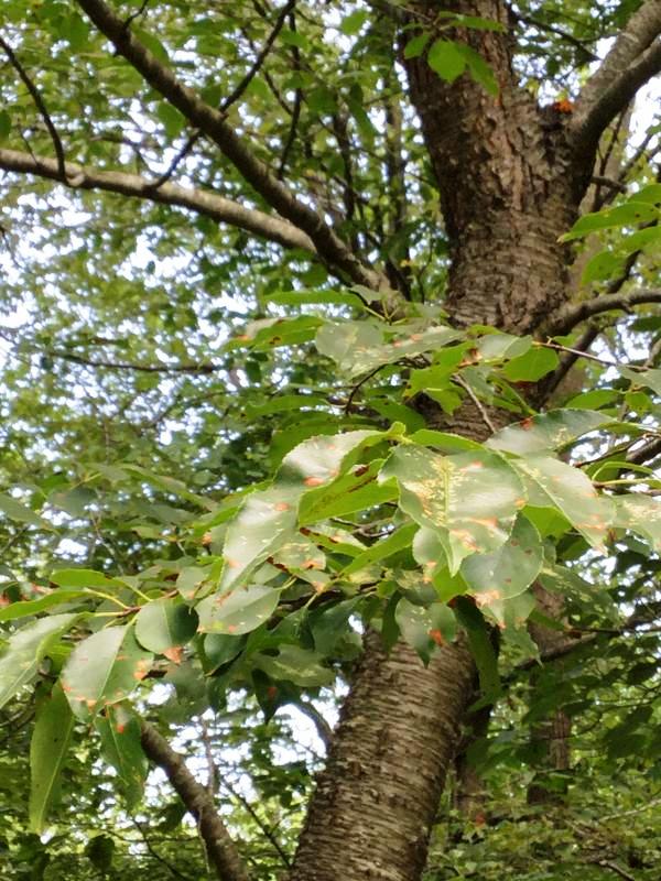 Tree 7538 leaf