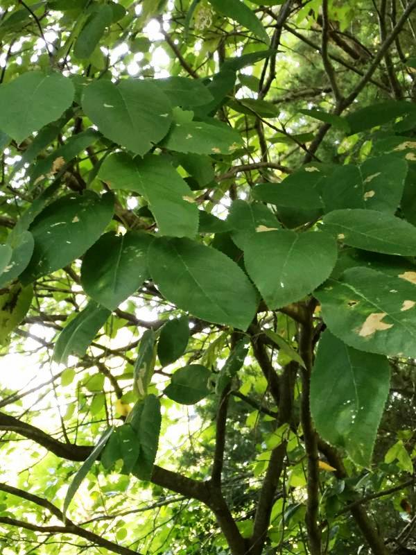 Tree 7542 leaf