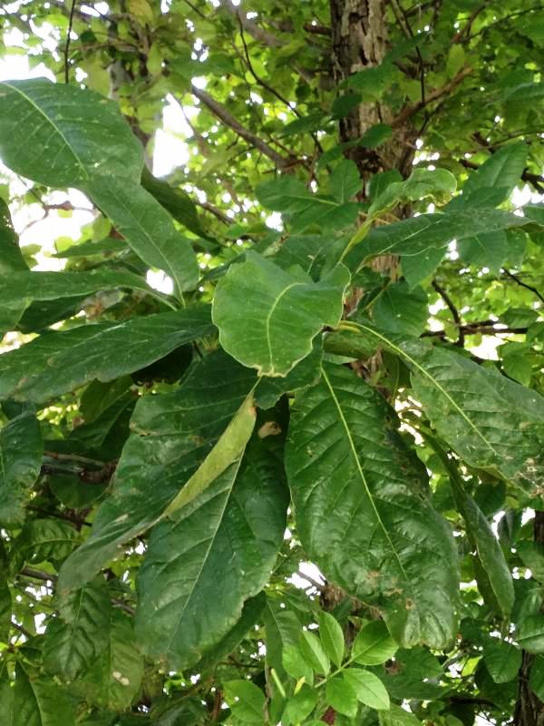 Tree 7544 leaf