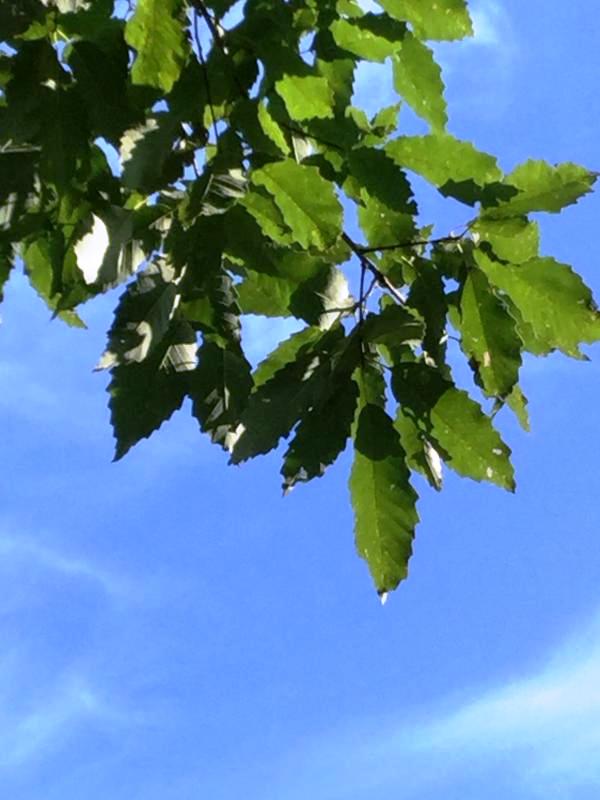 Tree 7545 leaf