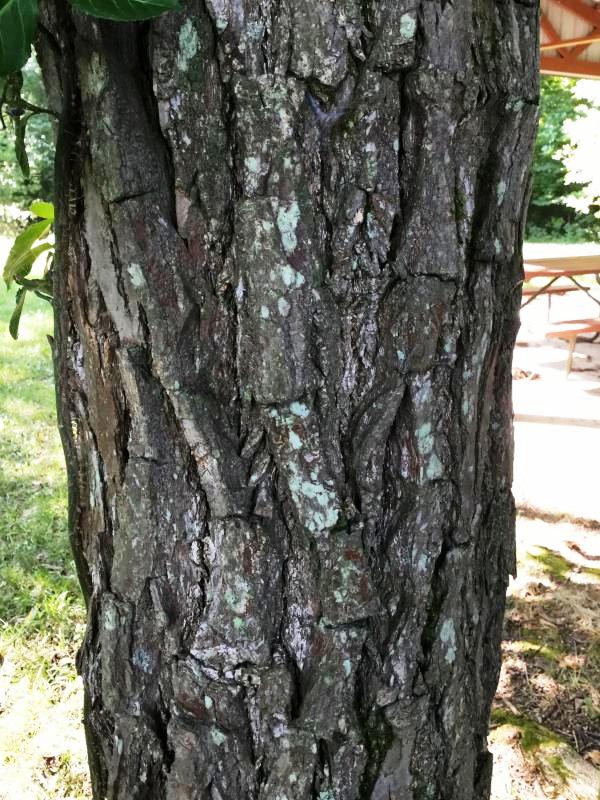 Tree 7546 bark