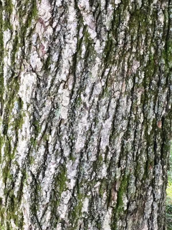 Tree 7547 bark