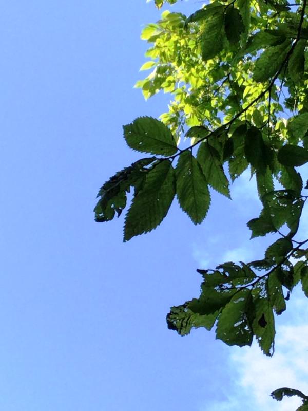 Tree 7547 leaf