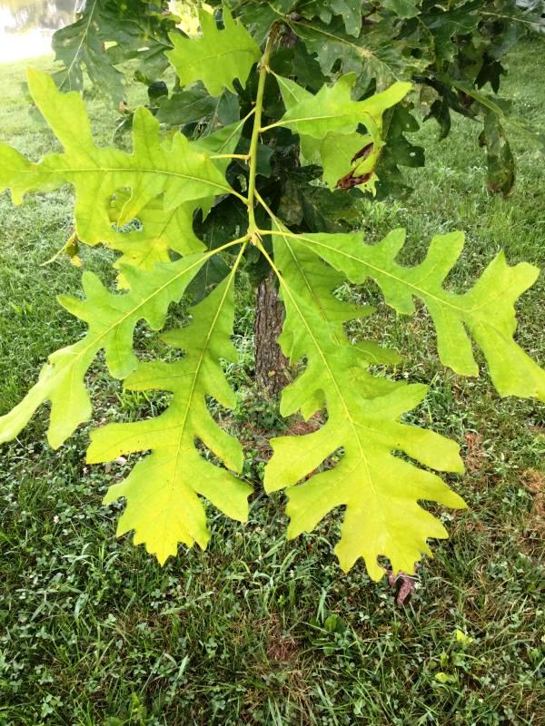 Tree 7548 leaf