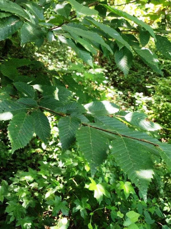 Tree 7557 leaf