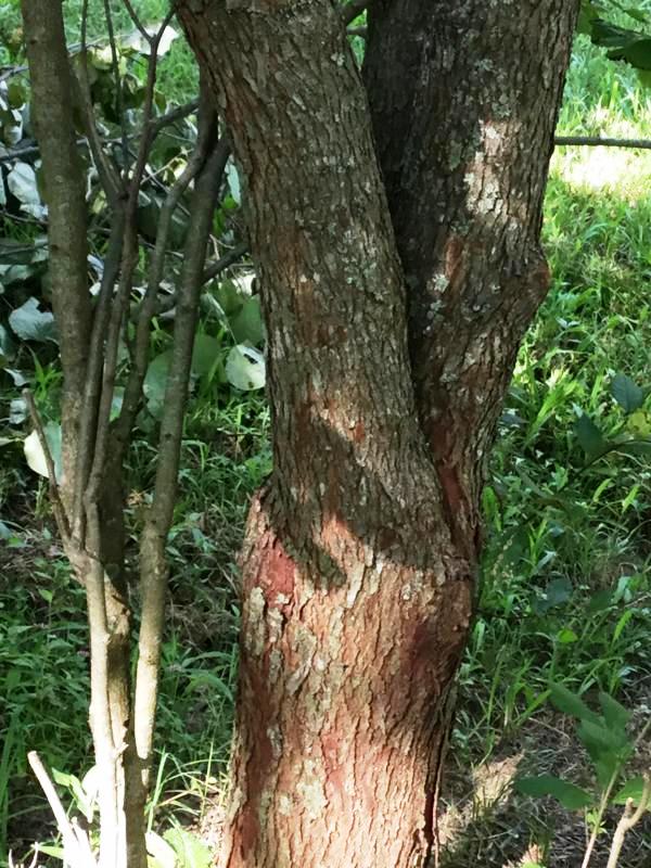 Tree 7558 bark