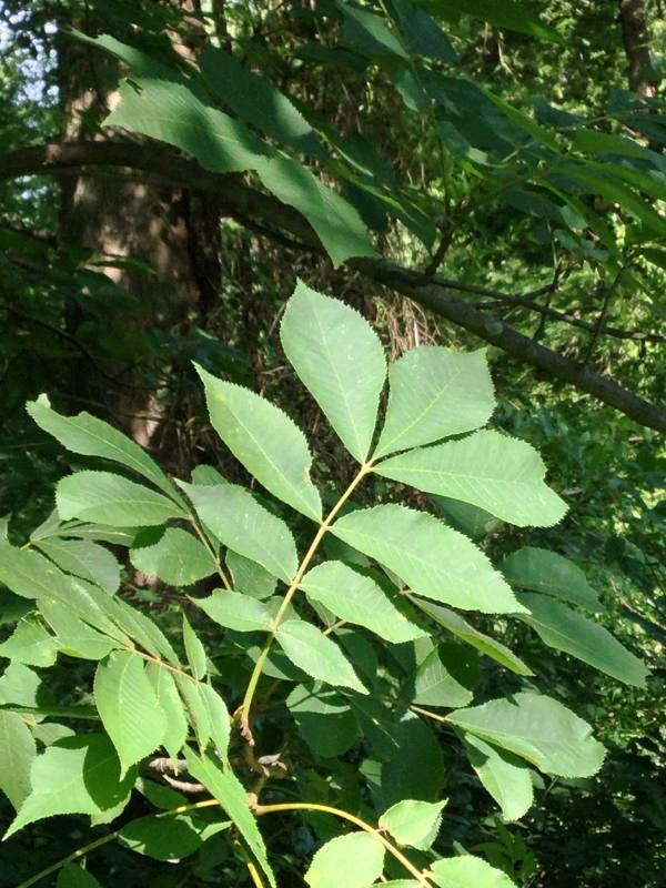 Tree 7561 leaf