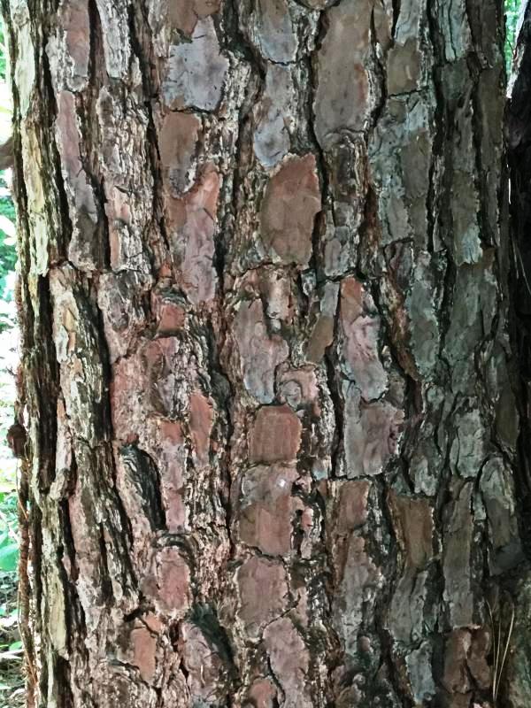 Tree 7568 bark