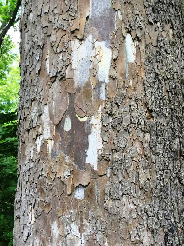 Tree 7571 bark