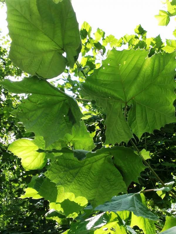 Tree 7571 leaf