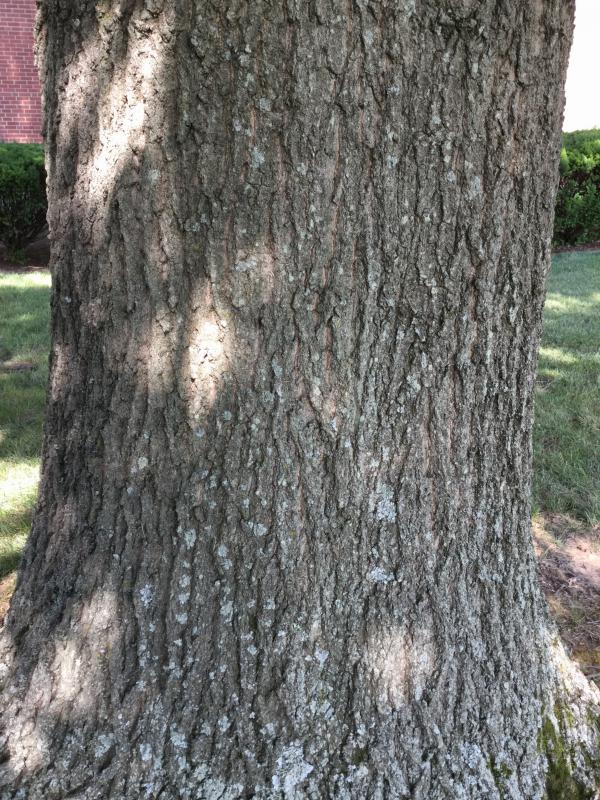 tree 757 bark