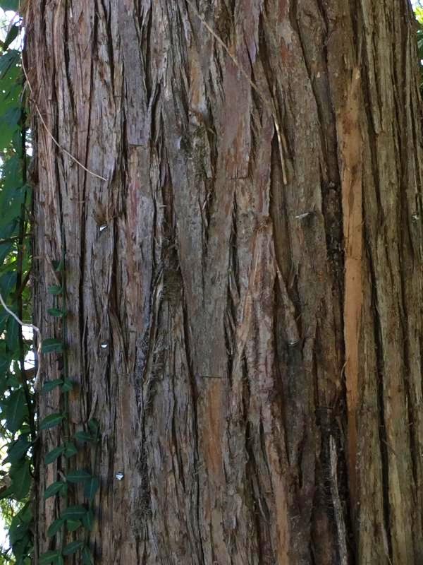 Tree 7580 bark