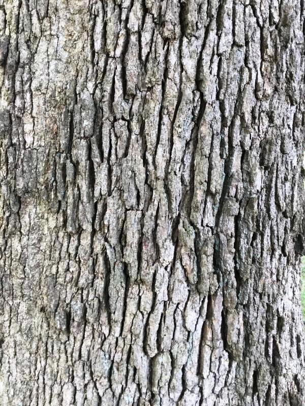 Tree 931 bark