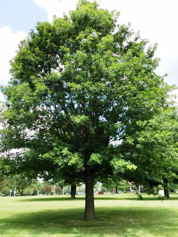 Tree 960